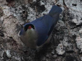 Фото Velvet-fronted nuthatch