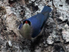 Фото Velvet-fronted nuthatch