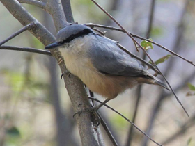 Фото Eastern Rock Nuthatch