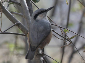 Фото Eastern Rock Nuthatch