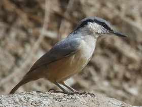 Фото Eastern Rock Nuthatch