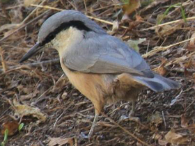 Фото Eastern Rock Nuthatch