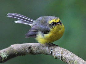 Фото Yellow-bellied fantail