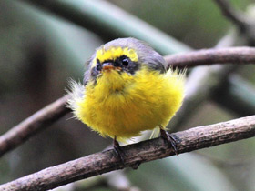 Фото Yellow-bellied fantail