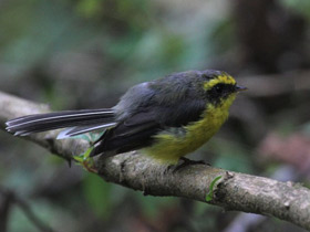 Фото Yellow-bellied fantail