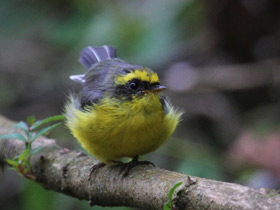 Фото Yellow-bellied fantail