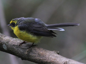 Фото Yellow-bellied fantail