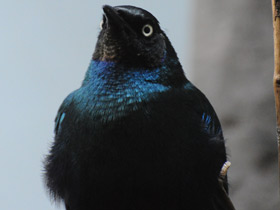 Фото Long-tailed Glossy Starling