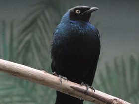 Фото Long-tailed Glossy Starling