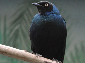 Фото Long-tailed Glossy Starling