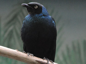 Фото Long-tailed Glossy Starling