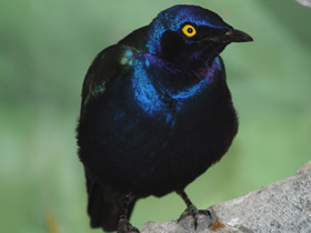 Фото Purple starling