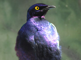 Фото Purple starling