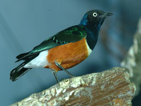 Фото Superb starling