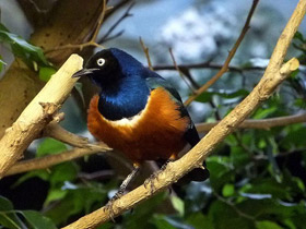 Фото Superb starling