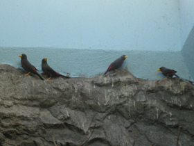 Фото Grosbeak Starling