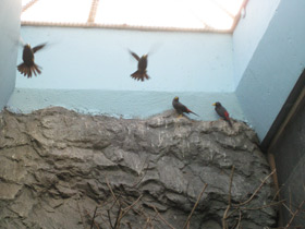 Фото Grosbeak Starling