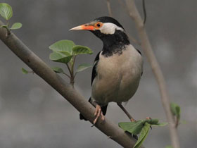 Фото Asian Pied Starling