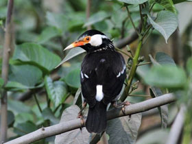 Фото Asian Pied Starling