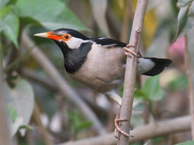 Фото Asian Pied Starling