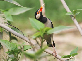 Фото Asian Pied Starling