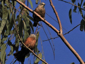 Фото Chestnut-tailed starling