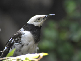 Фото Black-Collared starling