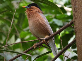 Фото Brahminy starling