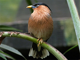 Фото Brahminy starling