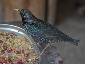 Фото Common starling