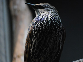 Фото Common starling