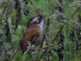 Фото White-browed Fulvetta