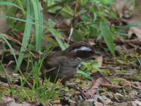 Фото White-browed Fulvetta