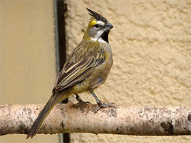 Фото Yellow cardinal