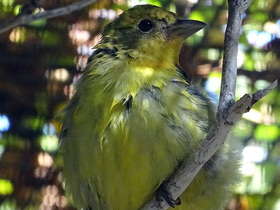 Фото Tangara aliblanca migratoria