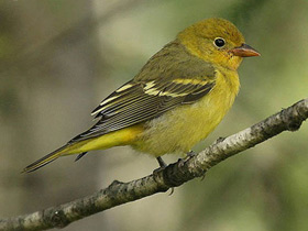 Фото Tangara aliblanca migratoria