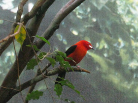 Фото Brazilian tanager