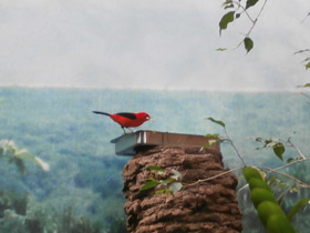 Фото Brazilian tanager