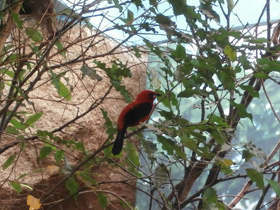 Фото Brazilian tanager