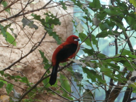 Фото Brazilian tanager