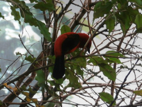 Фото Brazilian tanager