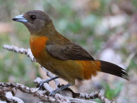 Фото Cherrie's tanager