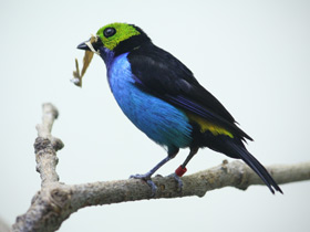 Фото Paradise tanager