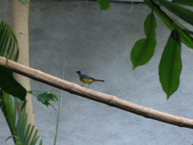 Фото Blue-And-Yellow tanager