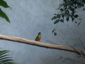 Фото Blue-And-Yellow tanager