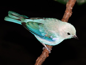 Фото Blue-gray tanager