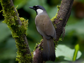 Фото Black-throated laughingthrush