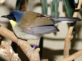 Фото Blue-crowned Laughing Thrush