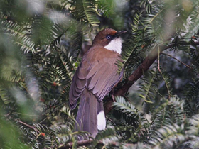 Фото White-throated laughingthrush