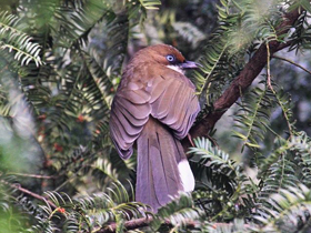 Фото White-throated laughingthrush